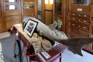 Esturgeon- Musée de Talmont sur Gironde